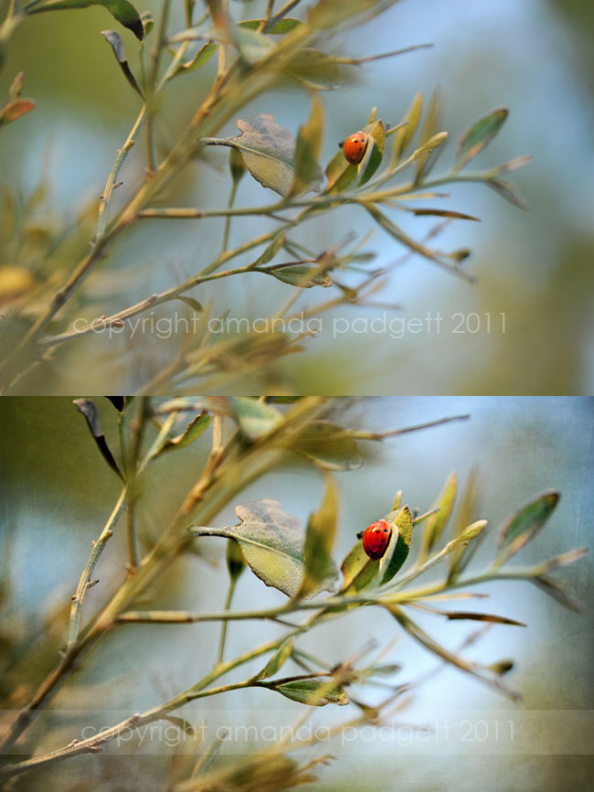 bugbeforeafter