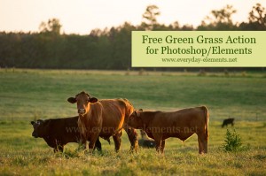 Free Green Grass Action for Photoshop {and Elements}